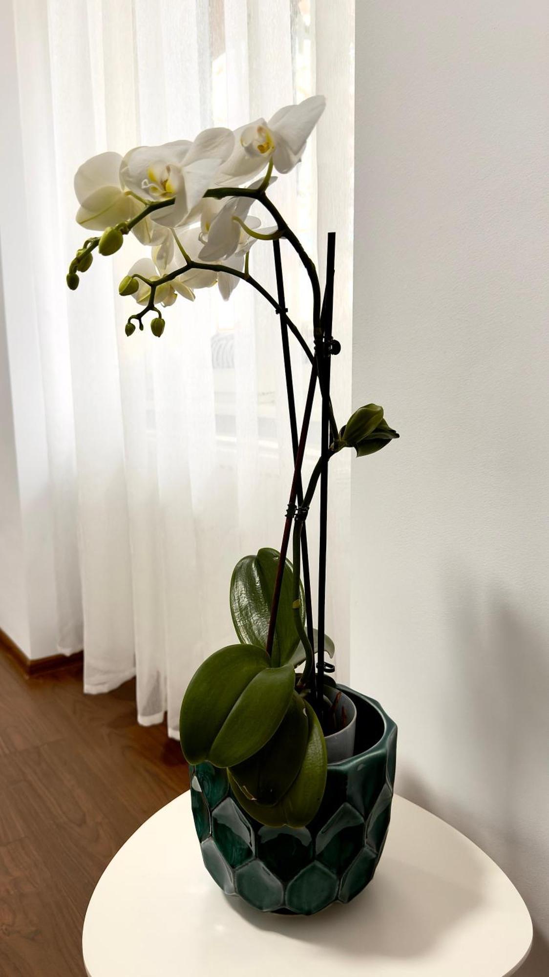 Phoenix Central Apartments Сибиу Екстериор снимка
